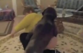 Cachorro fodendo mulher madura safada