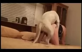 Cão branco engatando mulher na cama