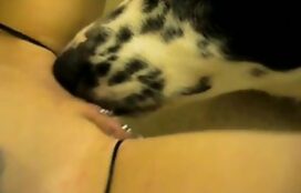 Cão rajado chupando buceta de novinha