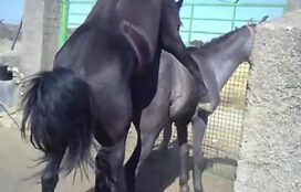 Cavalo garanhão preto fodendo egua mansa