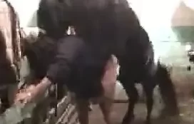 Cavalo tarado machucando buceta da mulher