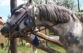Fazendo porno com cavalo safado da fazenda