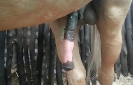 Fazendo videos de piroca de cavalo