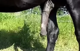 Filmando penis gigante de cavalo safado