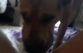 Fiz video porno ganhando oral do meu cachorro