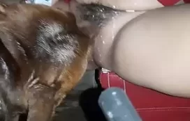 Gordinha gosta de ganhar oral de cachorro