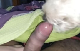 Homem do penis PP ganhando oral de cachorro