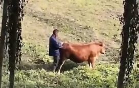 Homem flagra o amigo fodendo buceta de vaca
