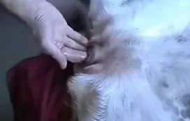 Metendo dedos em buceta de cadela