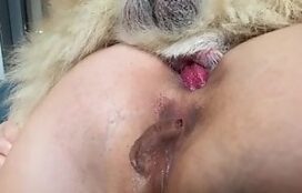 Porno caseiro 2023 de mulher praticando anal com cachorro