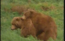 Porno de ursos fazendo sexo