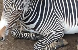 Porno de zoofilia com zebras