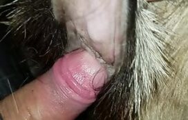 Pornografia caseira comendo buceta de cachorro