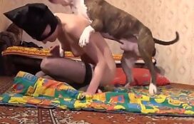 Pornografia com cachorro pitbull fodendo mulher