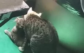 Sexo entre animais com gatos trepando